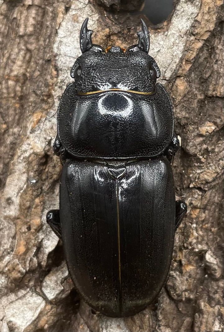 【WD】大型《カマリネスヒラタ 96mm ペア》