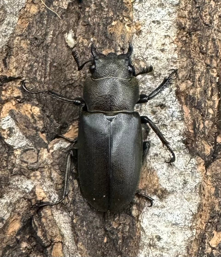 【WD】《メタリフェルホソアカ 81mm ペア》