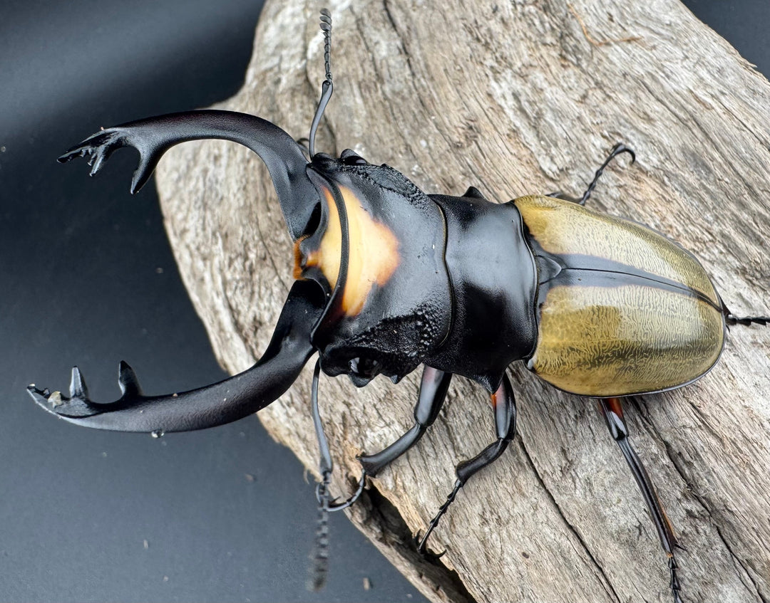 【WD】《ラコダールツヤクワガタ 78.5mm ペア》