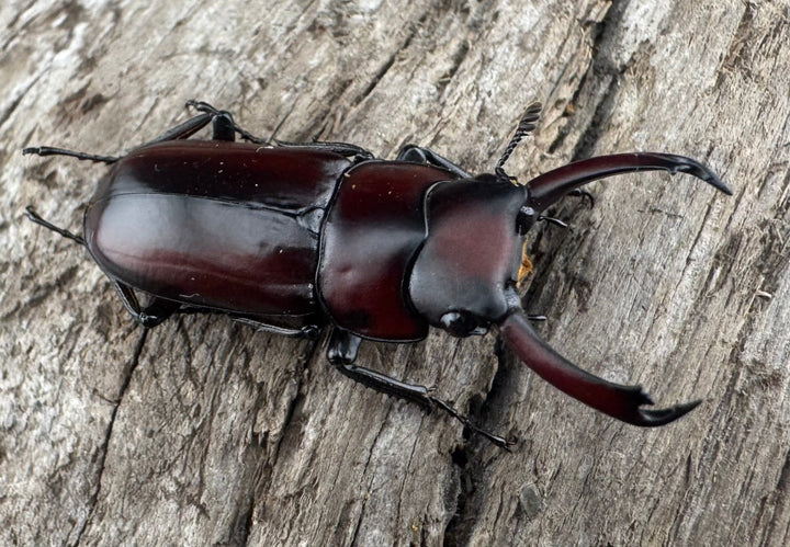 【WD】《モーレンカンプコクワ亜種bomansi 30.5mm ♂♀♀トリオ》