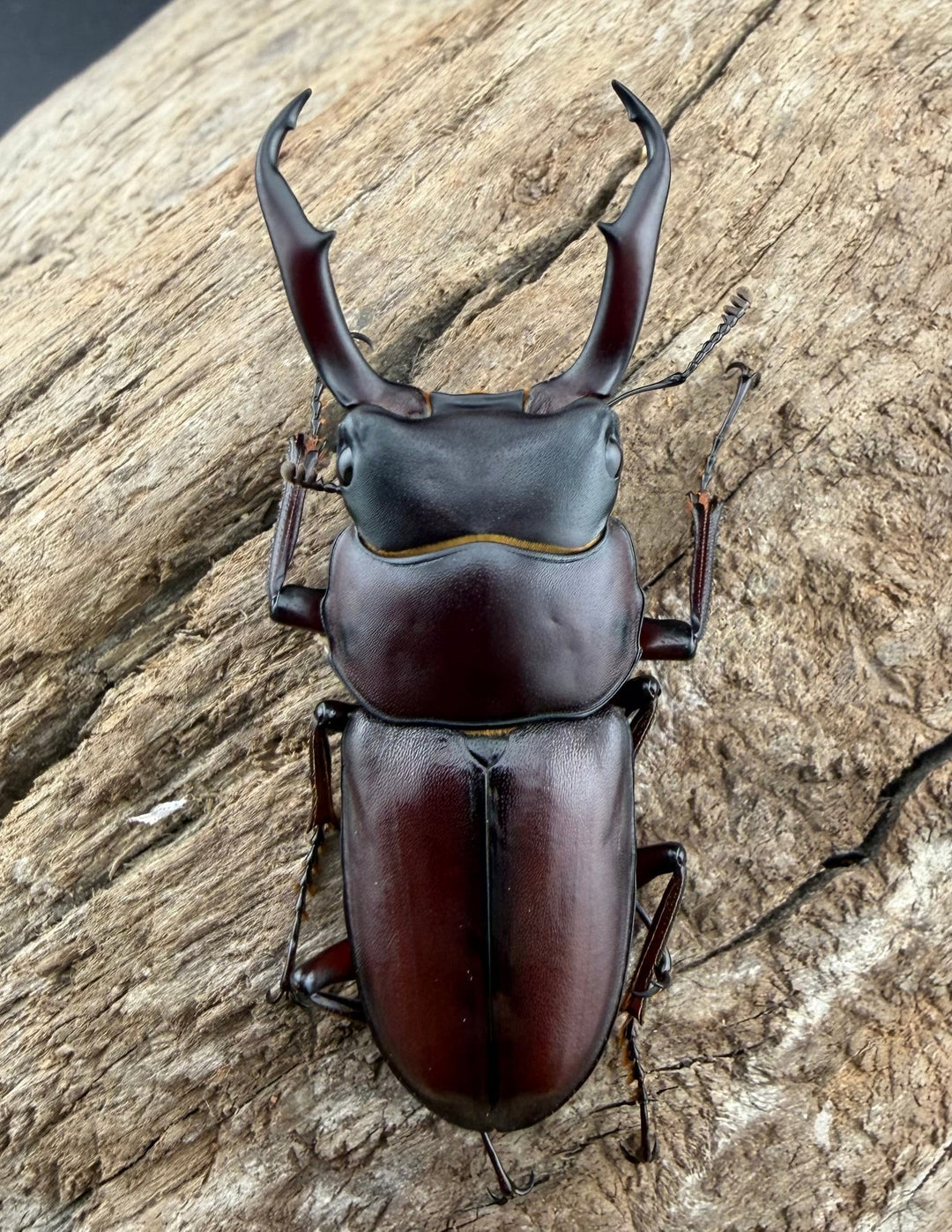 《ミシマコクワガタ 硫黄島産 47mm ♂♀♀トリオ》