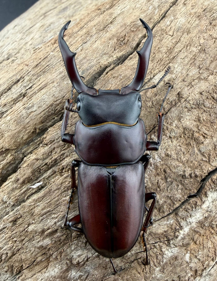 《ミシマコクワガタ 硫黄島産 47mm ♂♀♀トリオ》