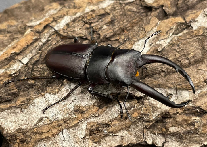 【WD】《グラキリスノコギリヒラタクワガタ 47.5mm ペア》