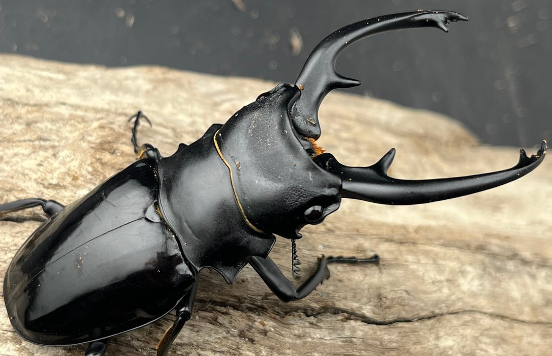 【WD】《インターメディアツヤクワガタ ロハス産 88mm ペア》