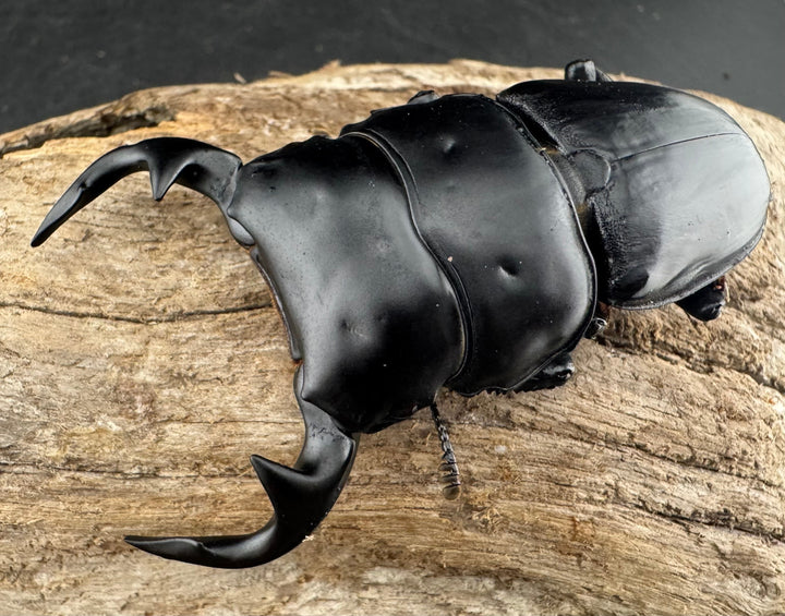 《インドグランディス亜種moriyai Garda93.3血統 73.5mm ペア》