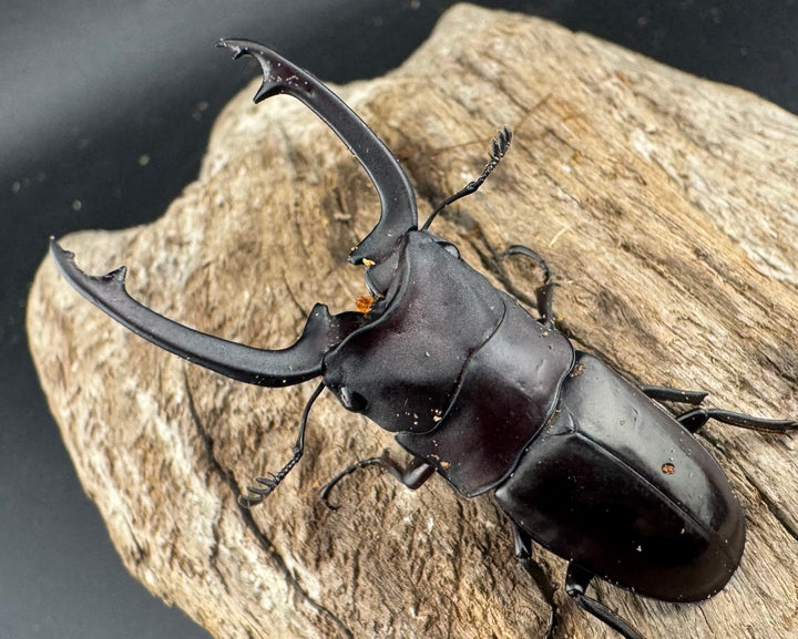 【WD】《ブッダノコギリ フィリピン北部亜種 51.5mm A'品ペア》