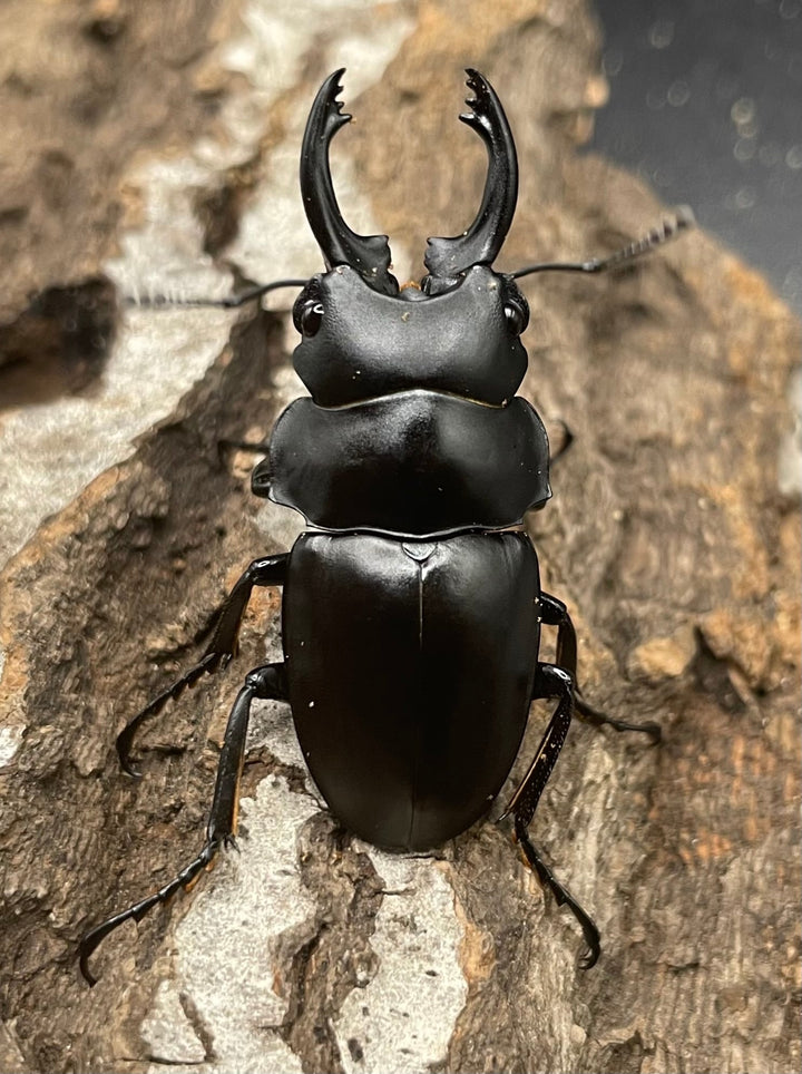 【WD】《プラティノータツヤクワガタ 37.5mmUP ペア》