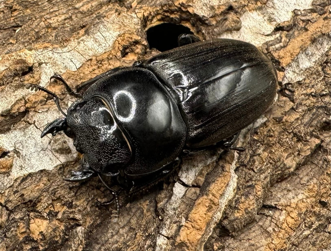 【WD】《東ジャワ産 ダイオウヒラタ 76mm ペア》