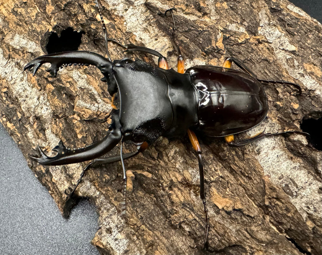 【WD】《インペリアリスツヤ亜種komorii 67mm ペア》