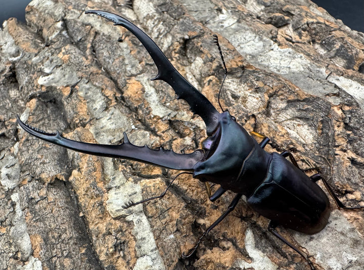 【美麗】《メタリフェルホソアカ 80mm ペア》わたくわ氏ブリード個体