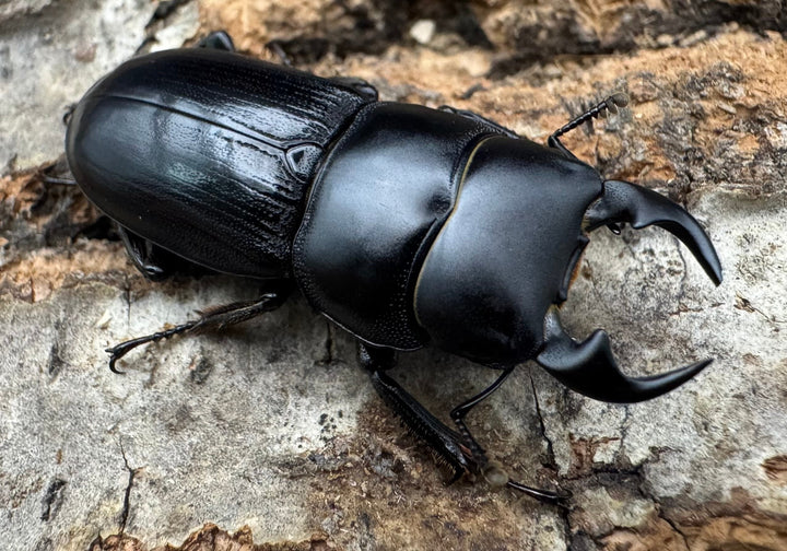 【WD】《ヒルティコルニス ssp. 32mm ペア》