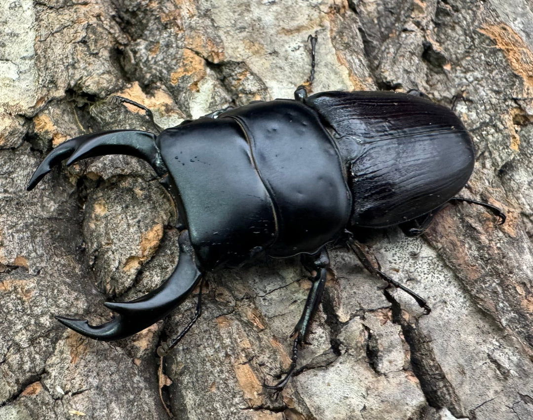 【WD】《ミンダナオパリーオオクワ  60mm ペア》