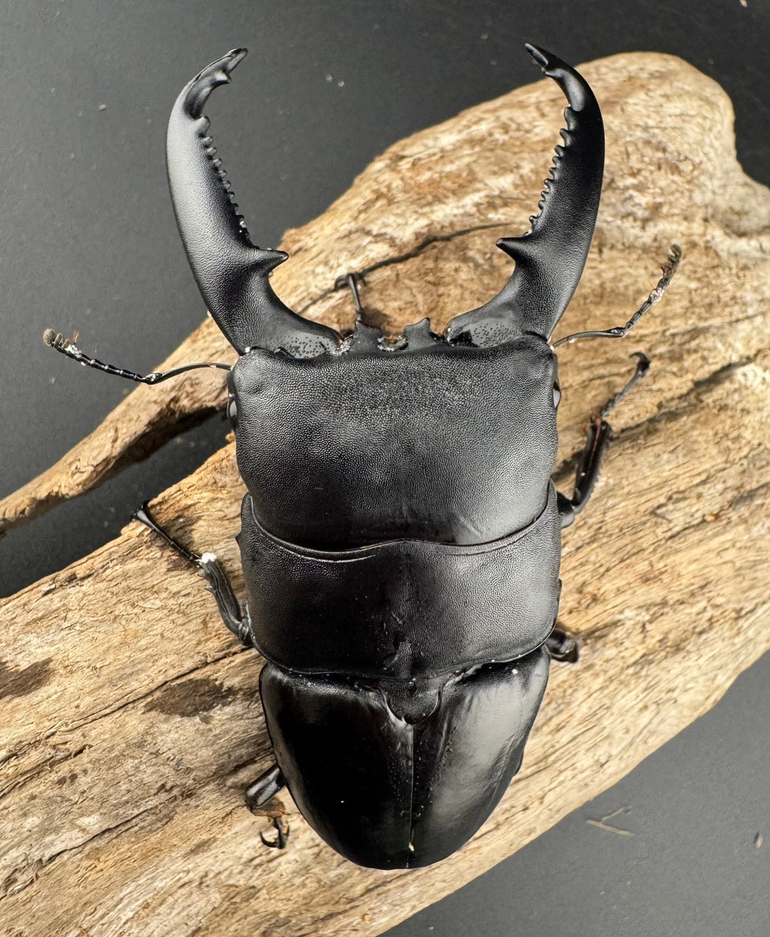 【WD】《パラワンオオヒラタ ガントン産 97mm ペア》