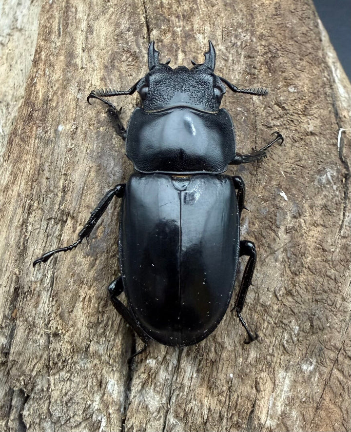 【WD】《セアカフタマタ（パリーフタマタ） 72.5mm ペア》