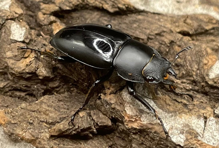 【WD】超貴重種《スピネウスノコギリクワガタ 40.5mmUP ペア》