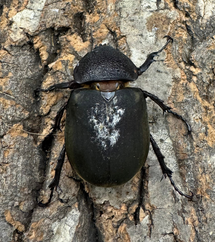 【WD】特別特価《ミンダナオアトラスオオカブト 80mmUP ペア》