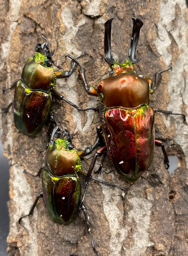 《ニジイロクワガタ　オリジナルレッド　2令～3令　幼虫　4頭セット》