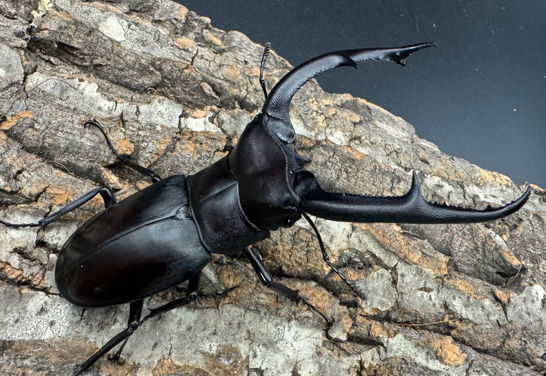 【WD】《マンディブラリスフタマタ 98mm A’品ペア》