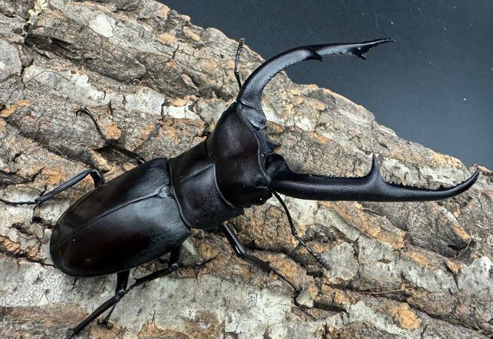 【WD】《マンディブラリスフタマタ 98mm A’品ペア》