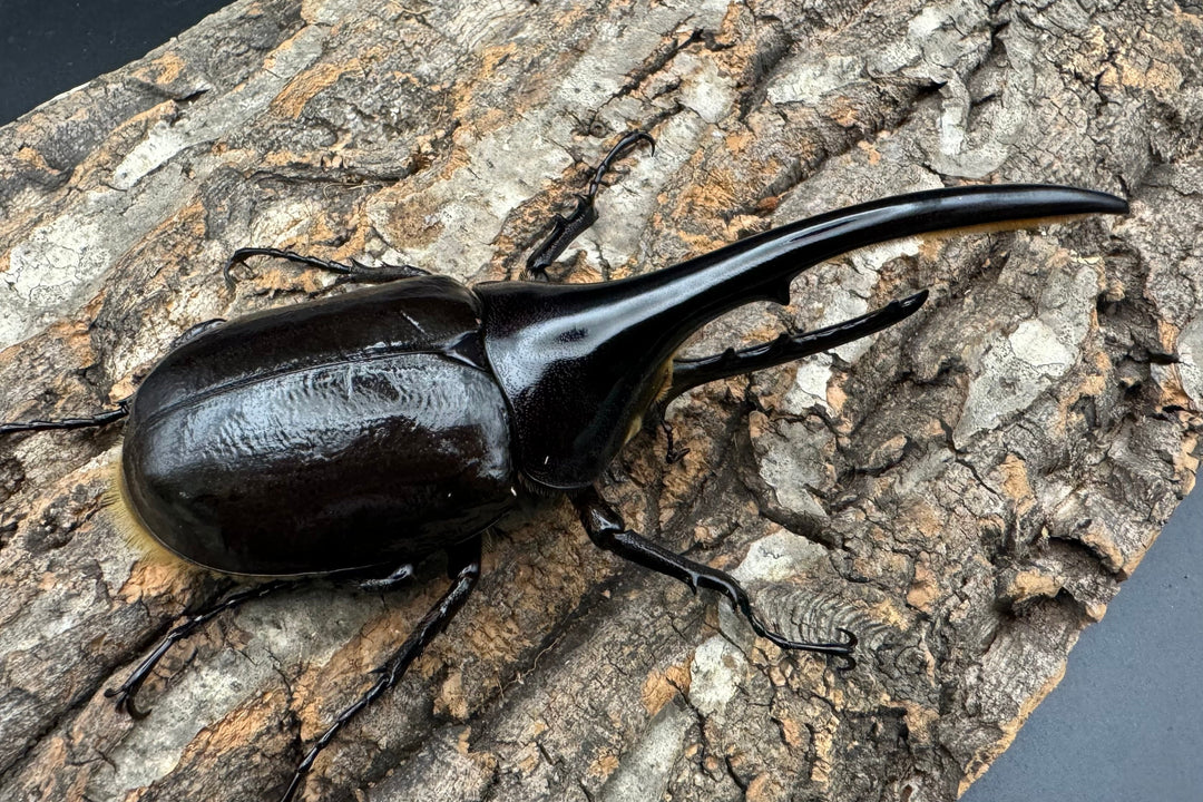 《ヘラクレス・ヘラクレス 128mm ペア》