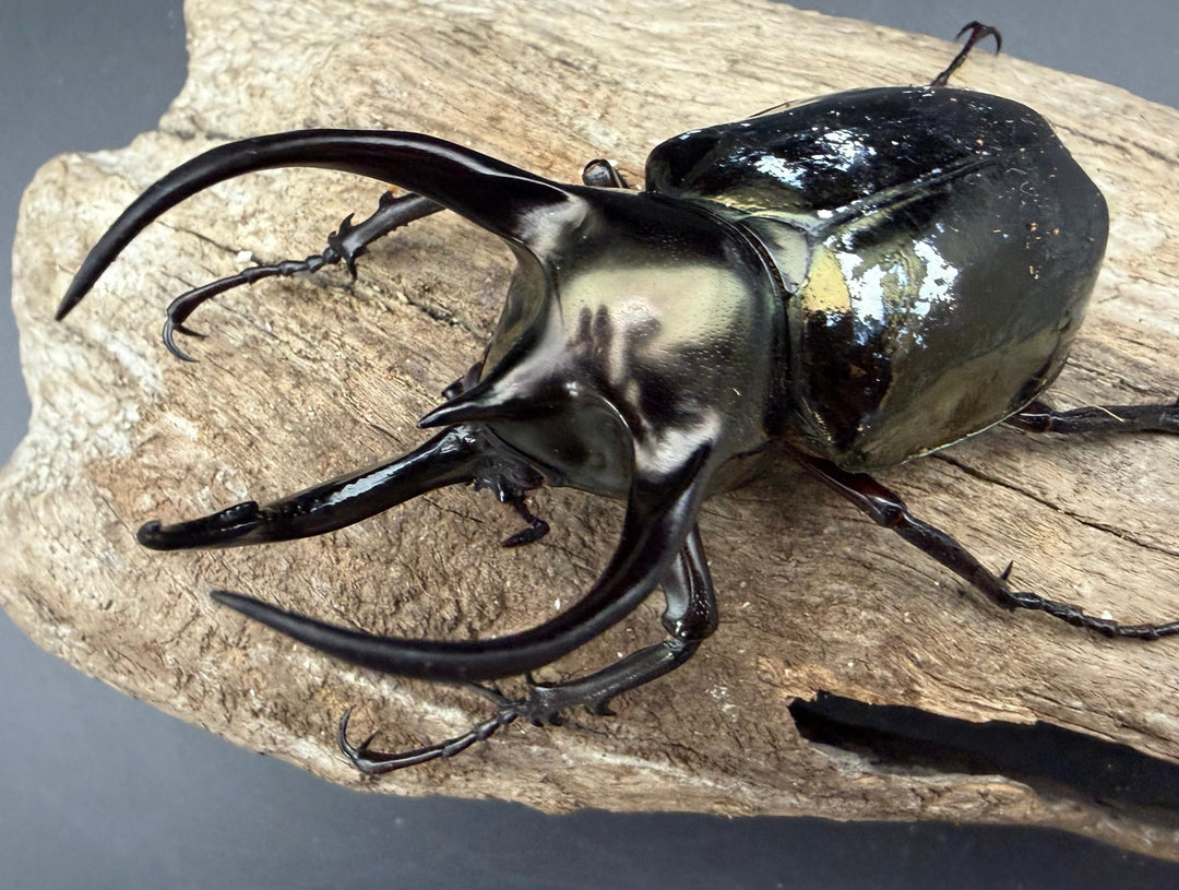 【WD】《フィリピンアトラスオオカブト カタンドゥアネス産 83.5mm ペア》