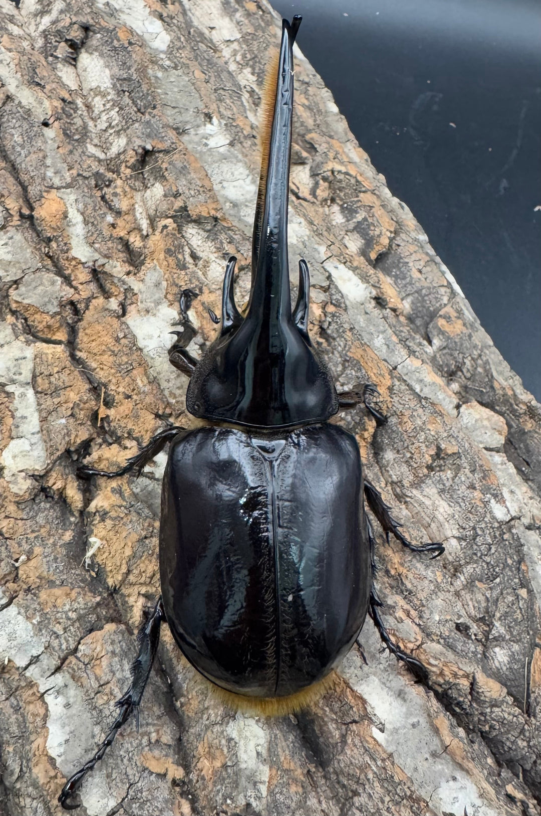 《ネプチューンオオカブト 117mm ペア》