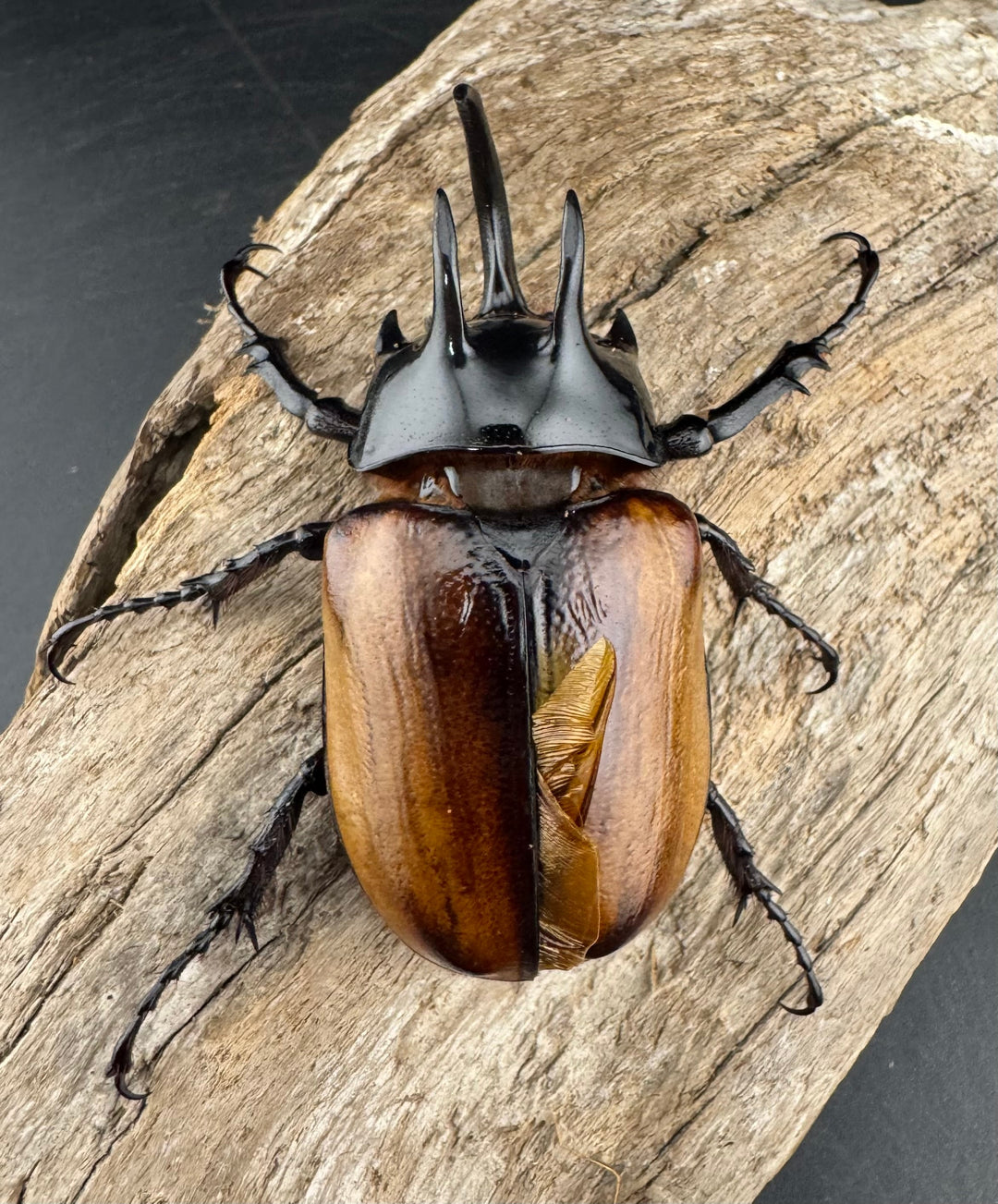 【WD】《スキットゴホンツノカブト 65mm ペア》