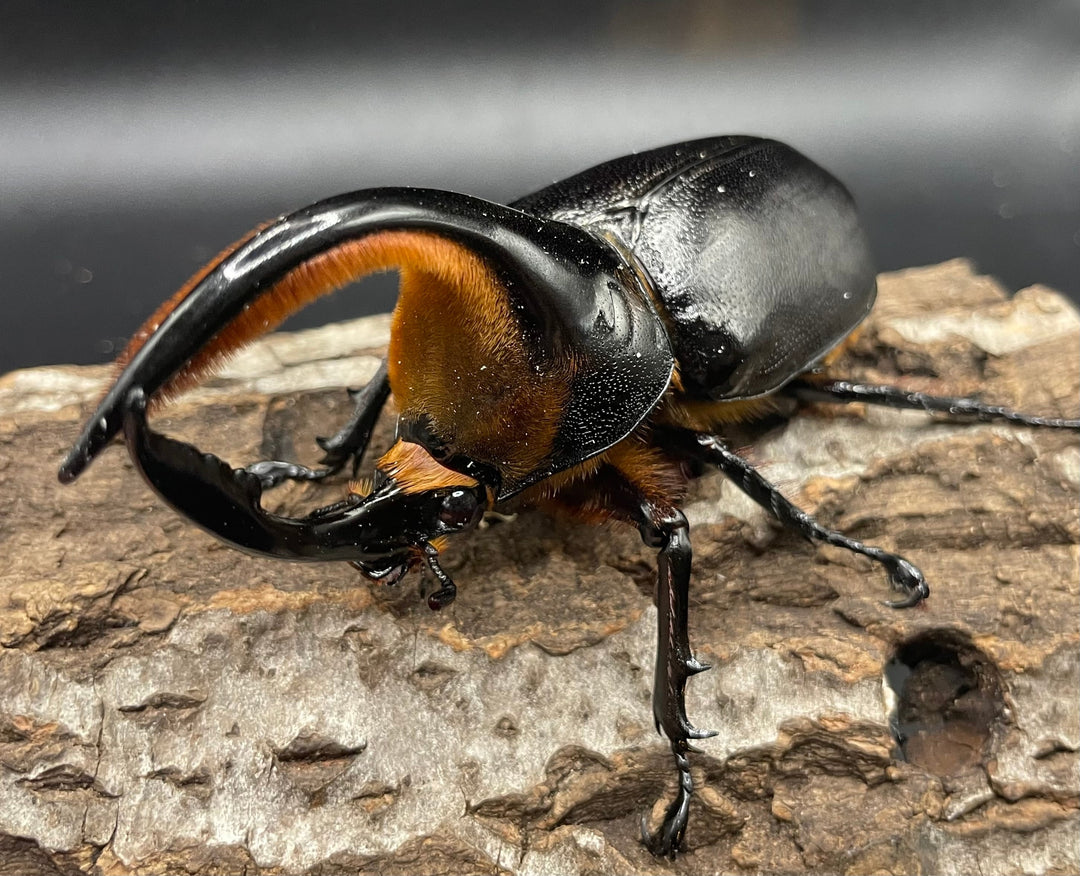 《サタンオオカブト 97mm ペア》