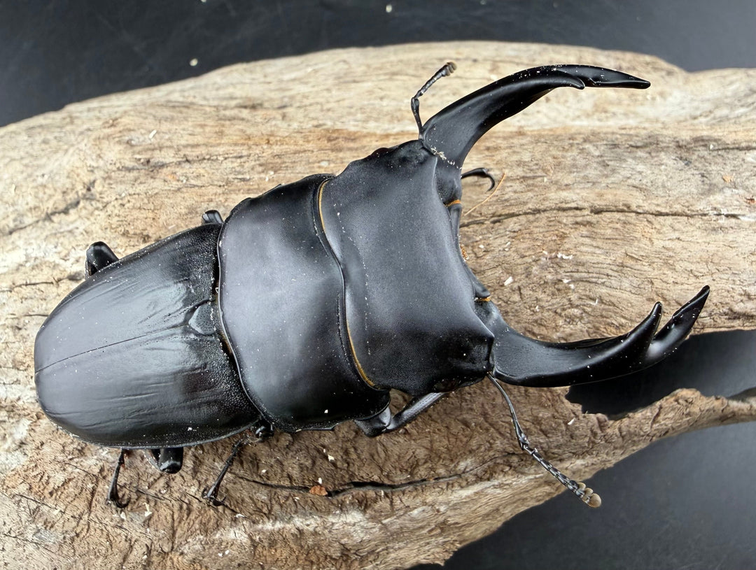 《オオクワガタ 能勢SR血統 83.5mm ペア》