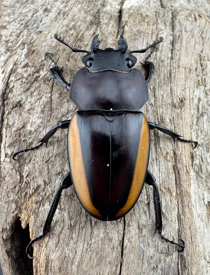 【WD】《スチーブンスツヤ亜種duivenbodei 中歯 65mm ペア》