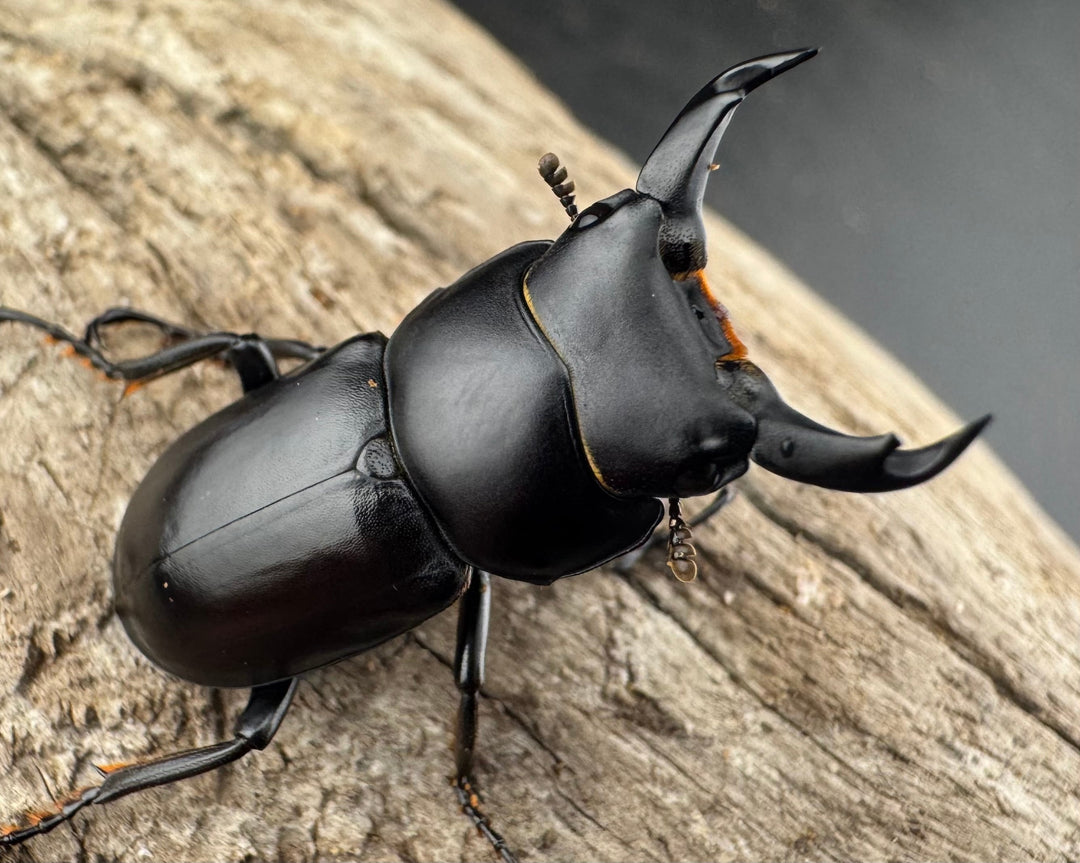 【F0】《ウーコクワガタ 甘粛省 32mm ペア》