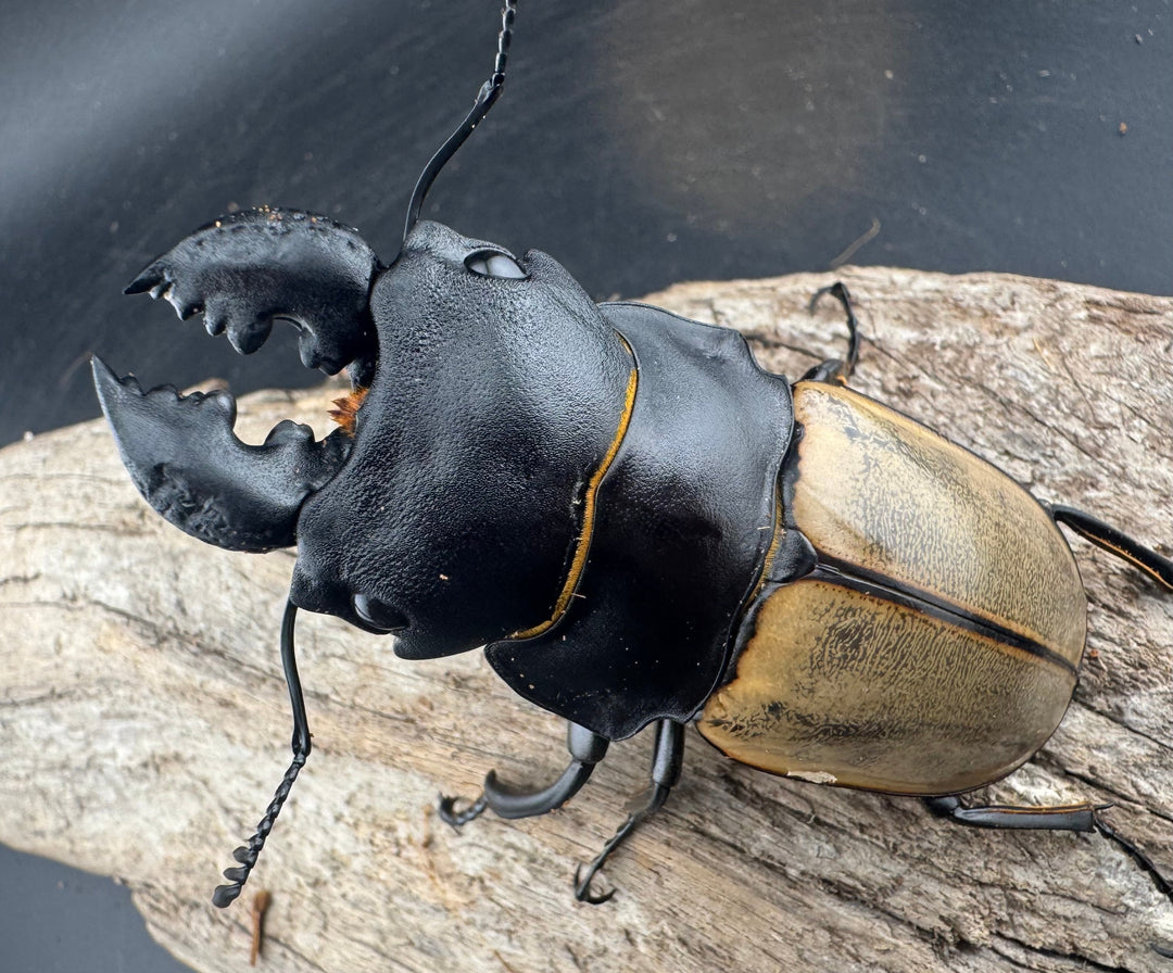 【WD】大型《カステルナウディツヤ 83mm ペア》