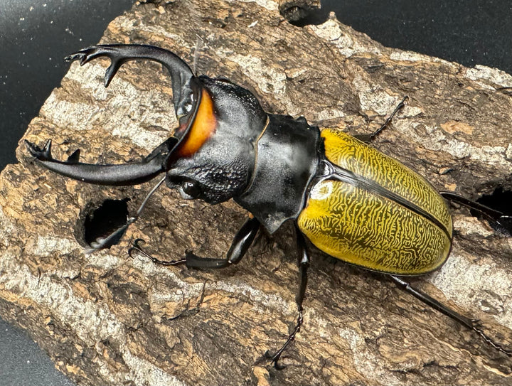 【WD】《スペクタビリスツヤクワガタ 78.5mm ペア》