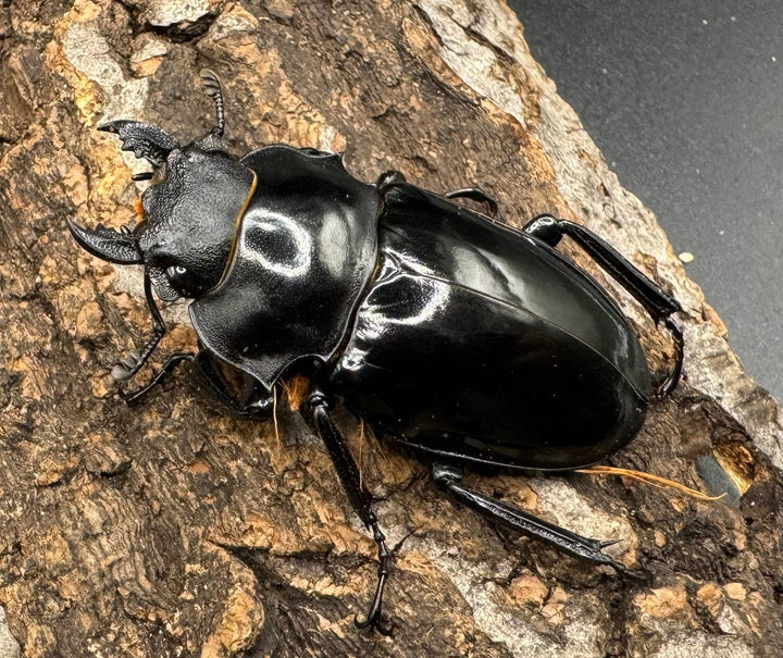 【WD】《インターメディアツヤクワガタ 91.5mm ペア》