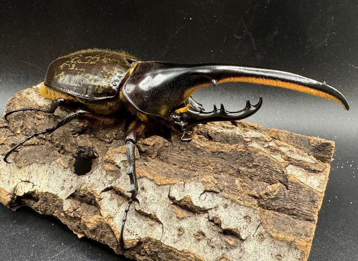 《ヘラクレス・ヘラクレス 122mm ペア》