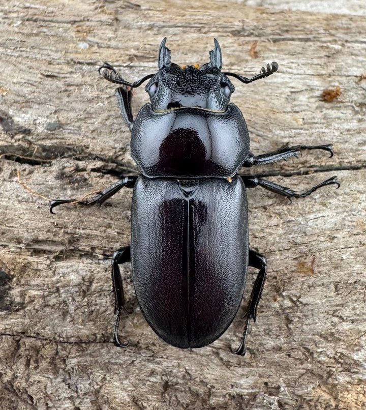 【WD】《スペンスシカノコギリ亜種mandibularis 44mm ペア》