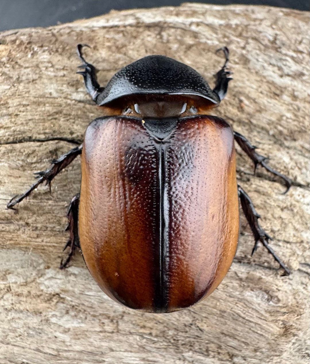 【WD】《スキットゴホンツノカブト 50-55mm前後 ♀単》