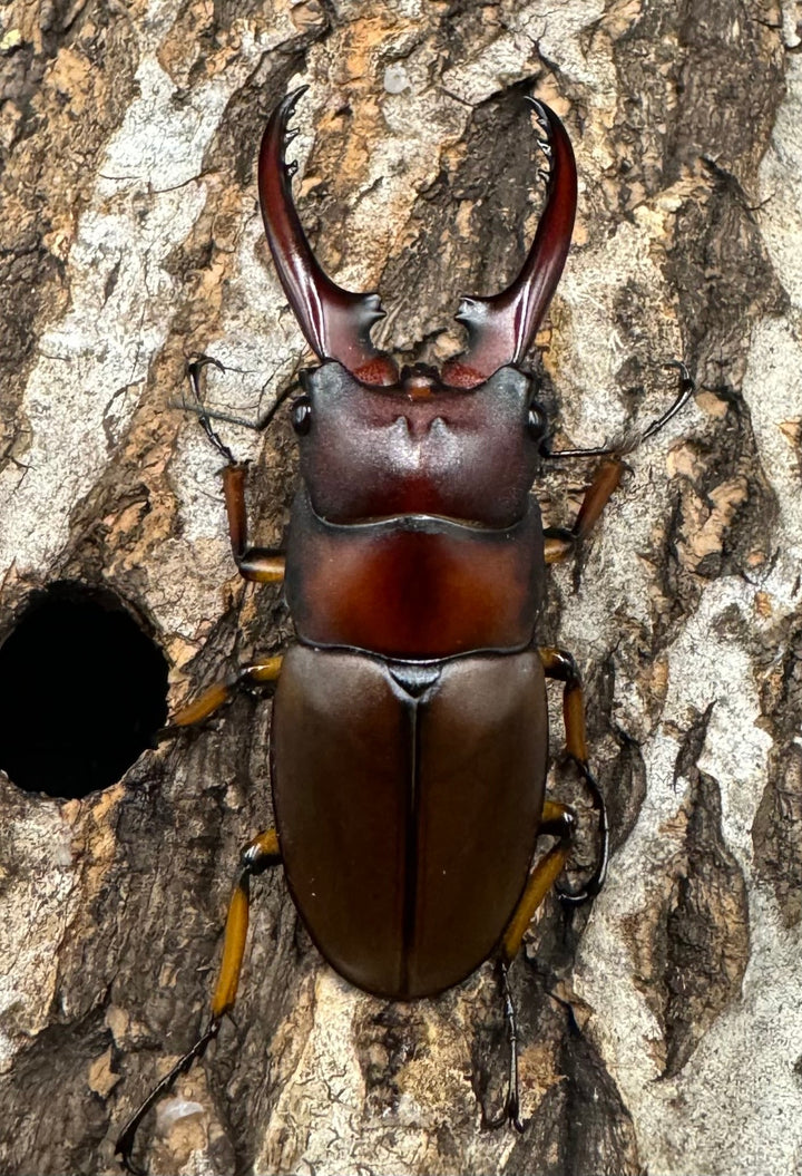 【WD】《アスタコイデスノコギリ ベンクール産 48mm ペア》