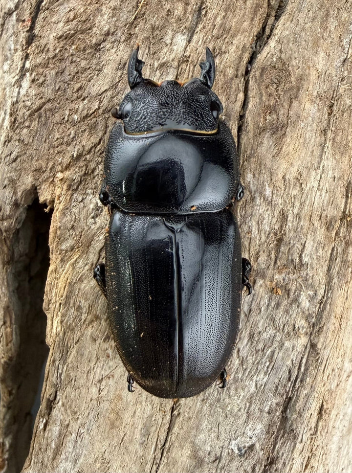 【WD】《ダイオウヒラタ 東ジャワ産 80.5mm ペア》