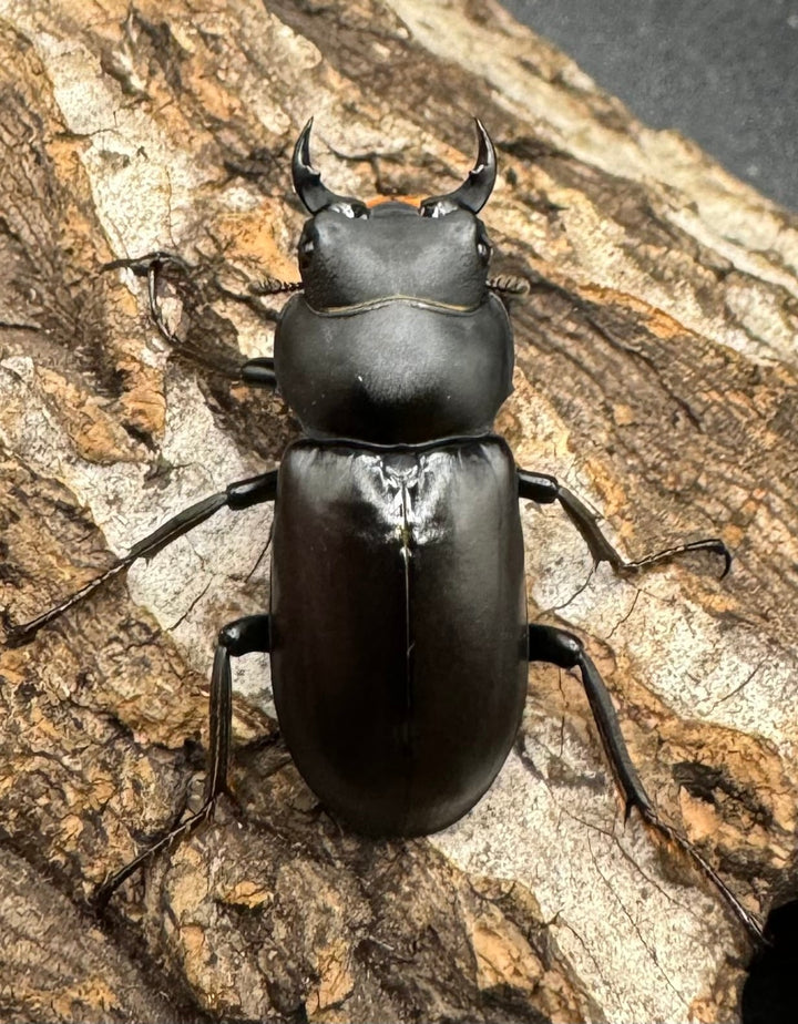 【WD】《ドルクス タオ 30mm ペア》