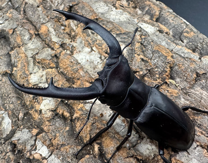 【WD】《マンディブラリスフタマタ 91mm A'品ペア》