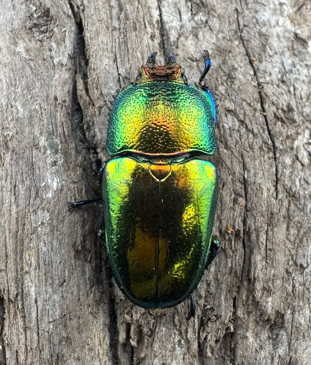 【WD】《パプアキンイロクワガタ アルファック産 23mm ♀単A’品》