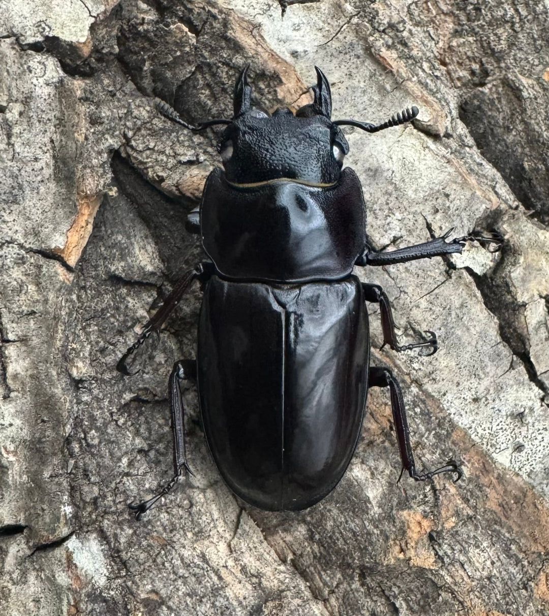 《マンディブラリスフタマタ原名亜種 サバ産 ホワイトアイ 79mm ペア》