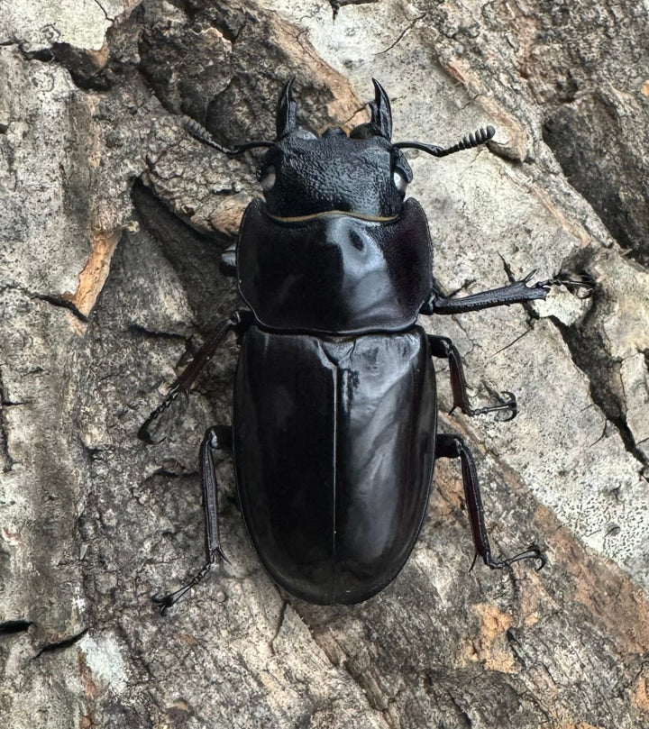《マンディブラリスフタマタ原名亜種 サバ産 ホワイトアイ 79mm ペア》
