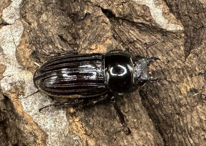 【WF1】《メリディオナリスコクワ ペア》