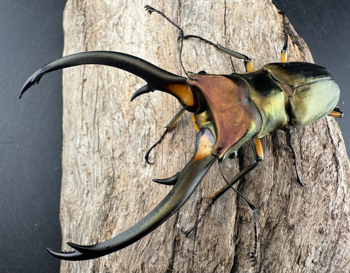 【WD】《エラフスホソアカ 91.5mm ペア》