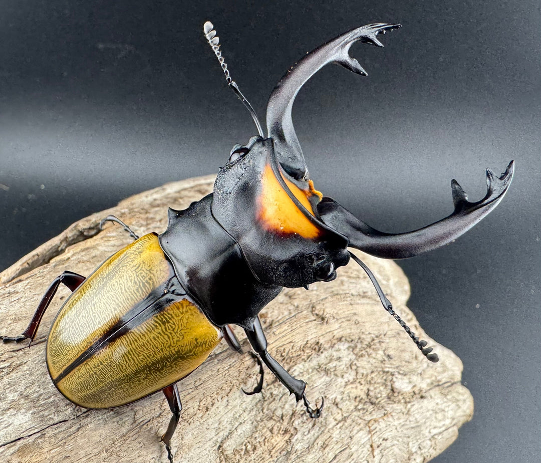 【WD】《ラコダールツヤクワガタ 76.5mm ペア》