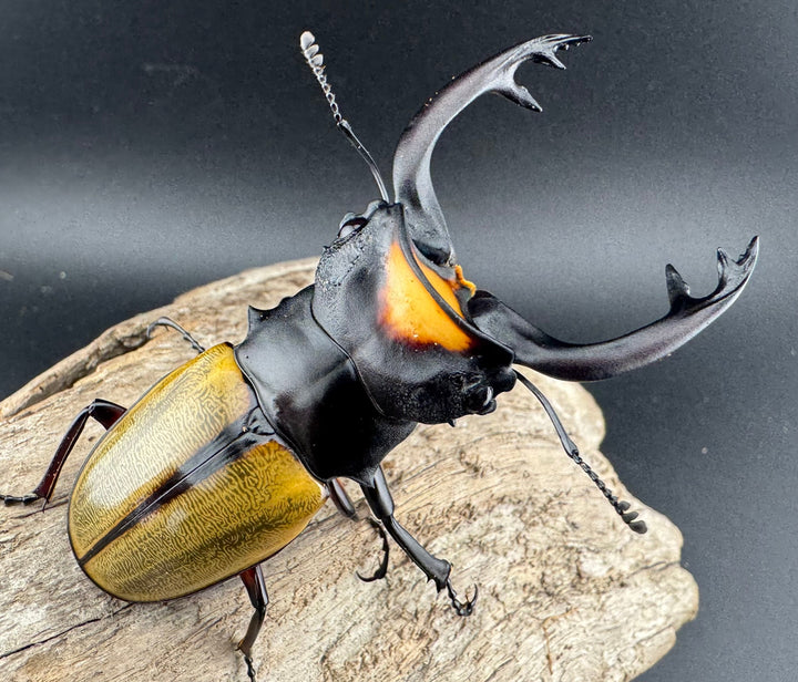 【WD】《ラコダールツヤクワガタ 76.5mm ペア》