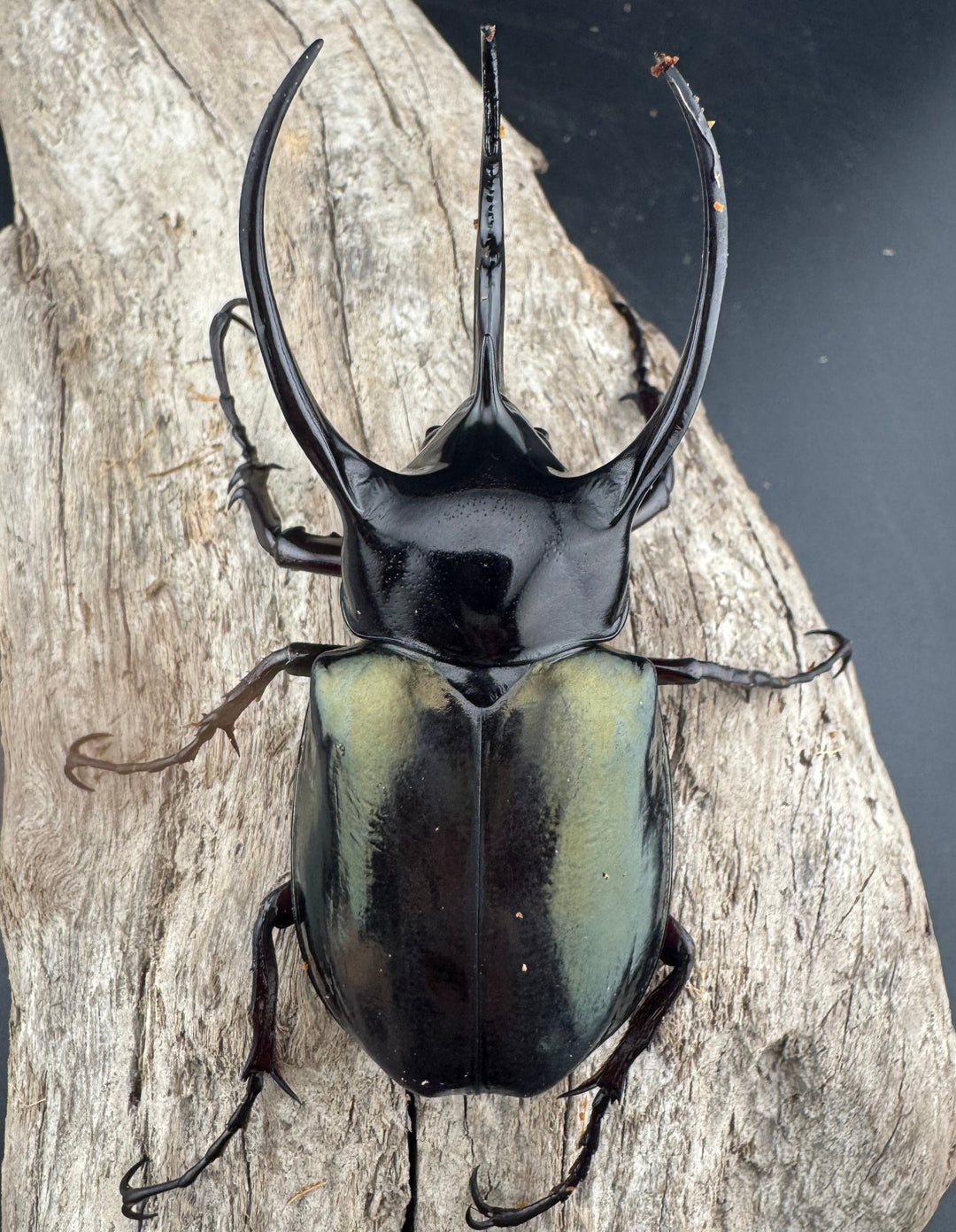 【WD】《ジャワコーカサスオオカブト 85.5mm ペア》