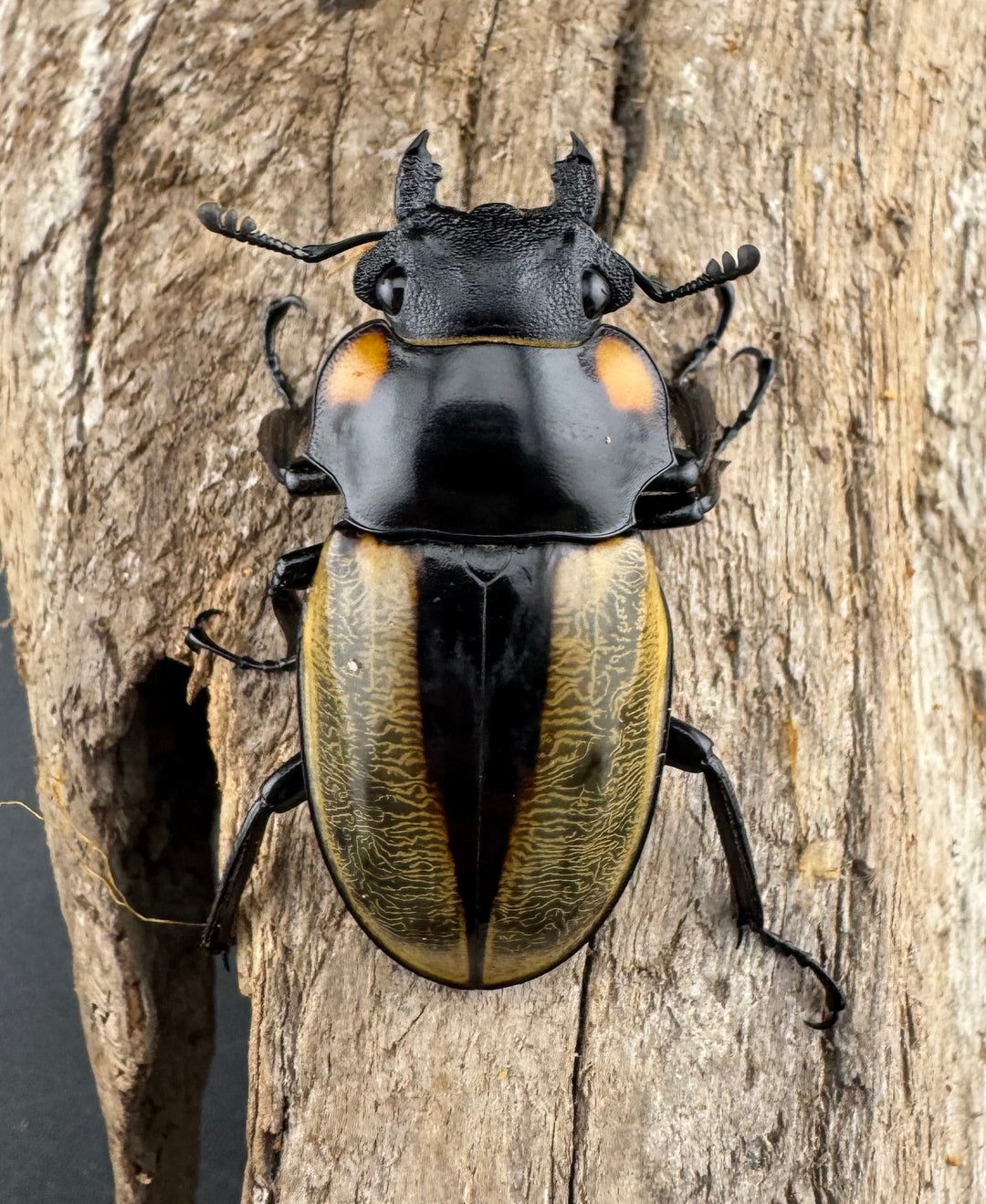 【WD】《ラコダールツヤクワガタ 77mm ペア》